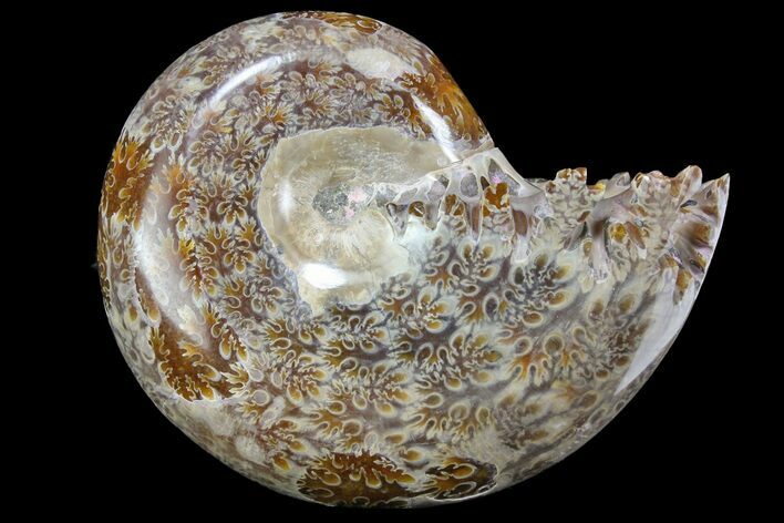 Polished, Agatized Ammonite (Phylloceras?) - Madagascar #149214